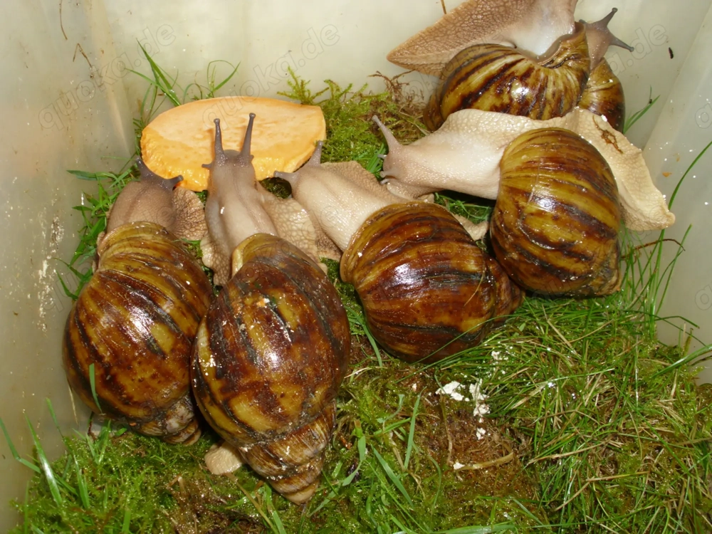 Archachatina marginata ovum, Achatschnecken, Achatina, Schnecken Archachatina marginata ovum, Achatschnecken, Achatina, Schnecken