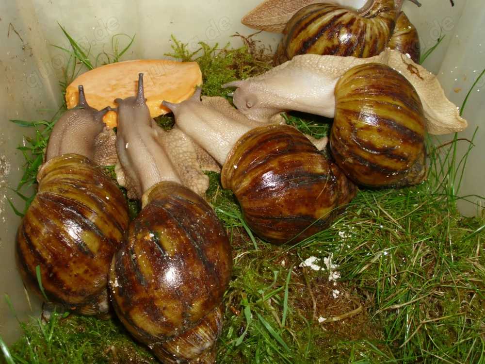 Achatschnecken, Archachatina marginata ovum, Ovums, Schnecken 7-10 cm, Stück 3  