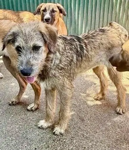 Eywa   sanfte, katzenfreundliche Junghündin