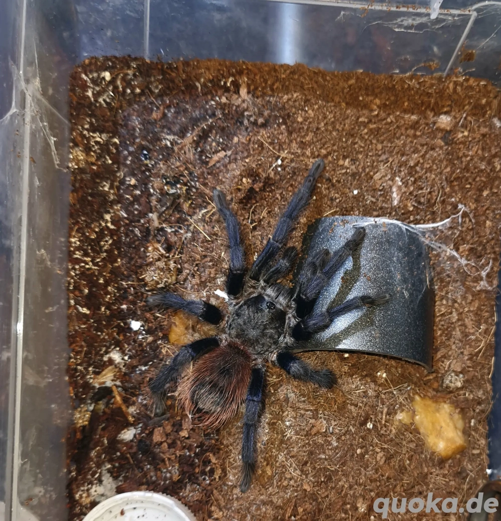 Lasiocyano Sazimai 1.0