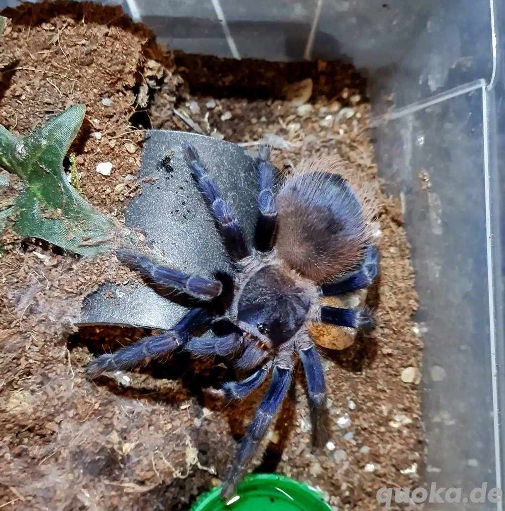 Lasiocyano Sazimai