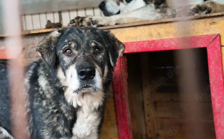 Senior Lukas sucht Gnadenplatz			