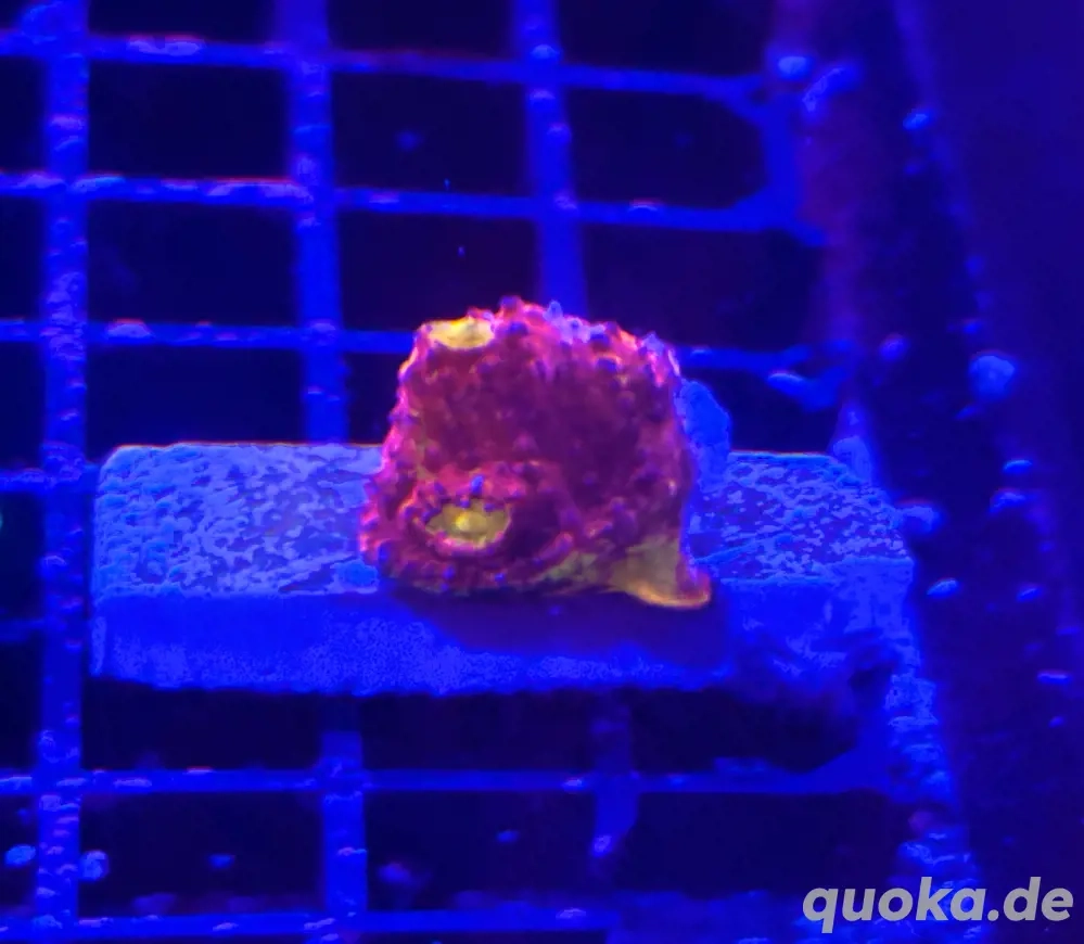 Chalice Flamming Bugatti