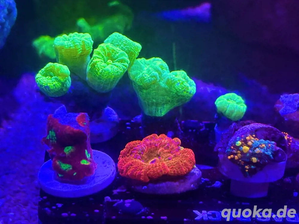 Anfänger-Korallen
