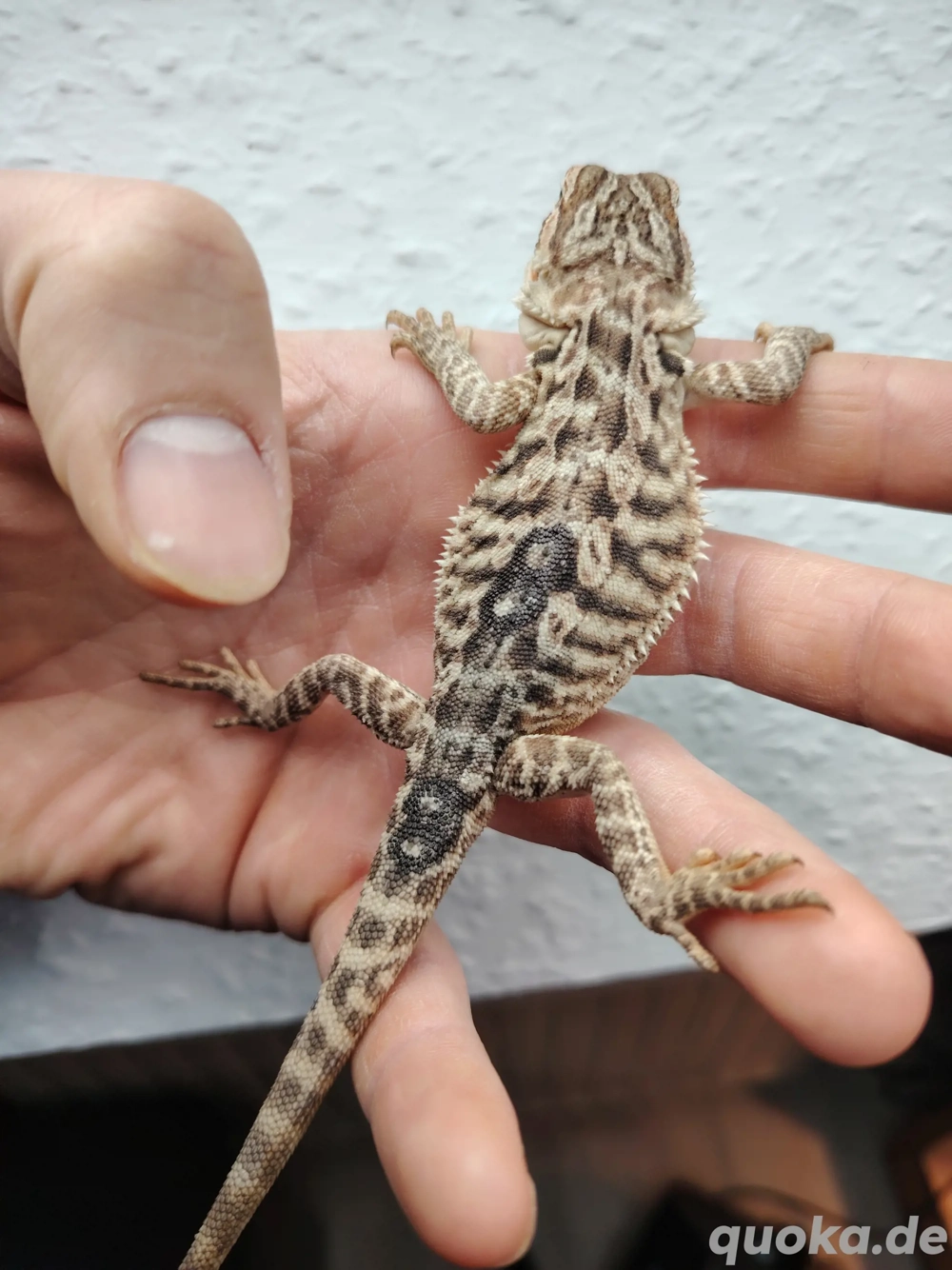 Farbbartagame babys 06 25in gute Hände ab zu geben 