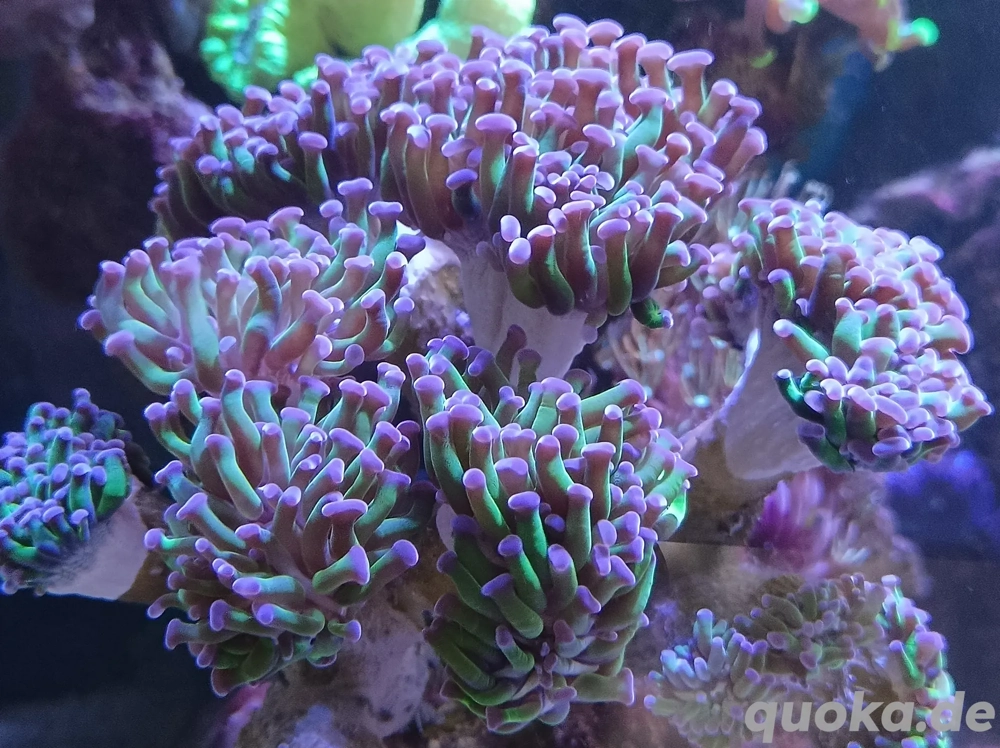 Meerwasser Korallen Euphyllia glabrescens