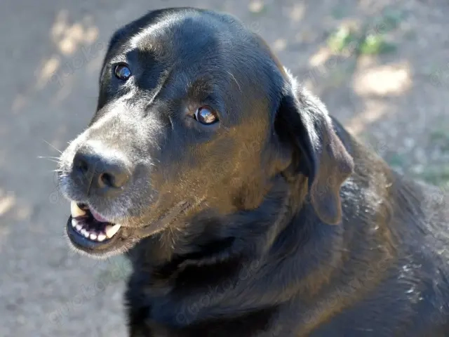 Zenon sucht sein Zuhause (noch auf Sardinien)