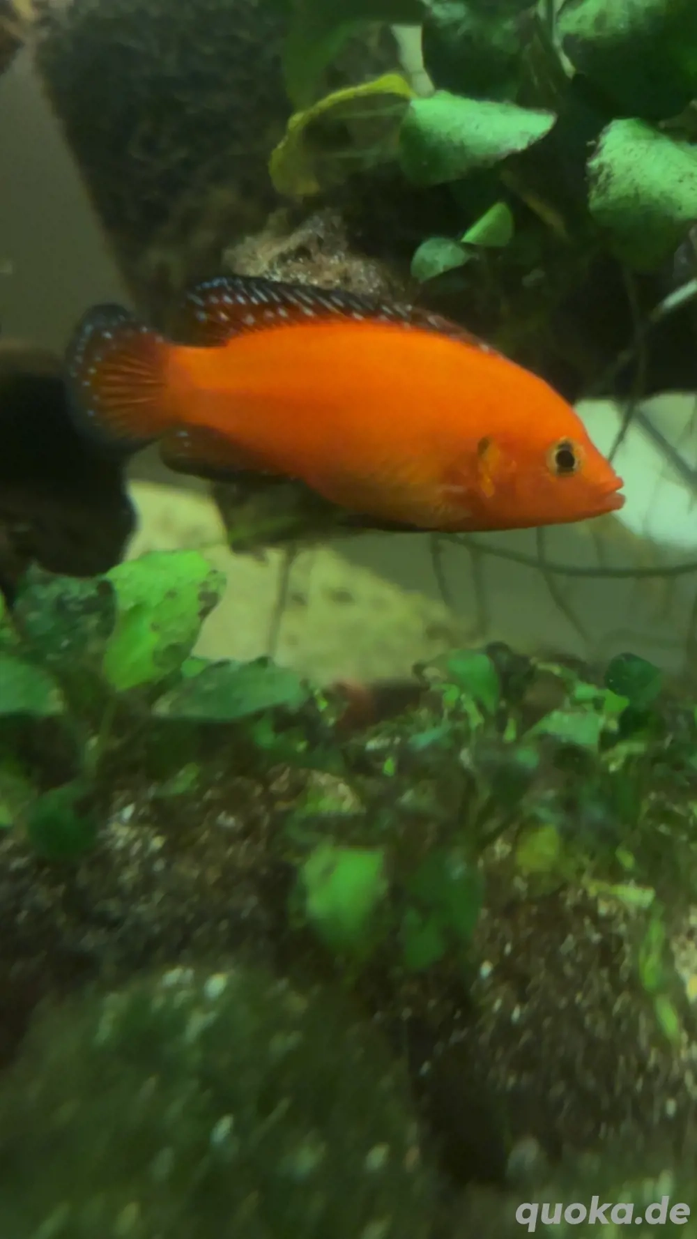 Hemichromis exsul, der Rote Turkana-Buntbarsch