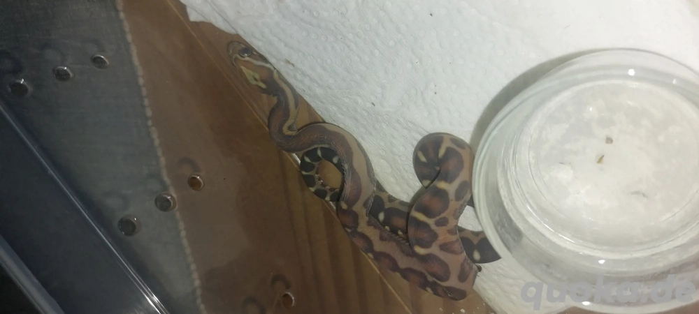 scaleless  classic  amel.  pied sieded