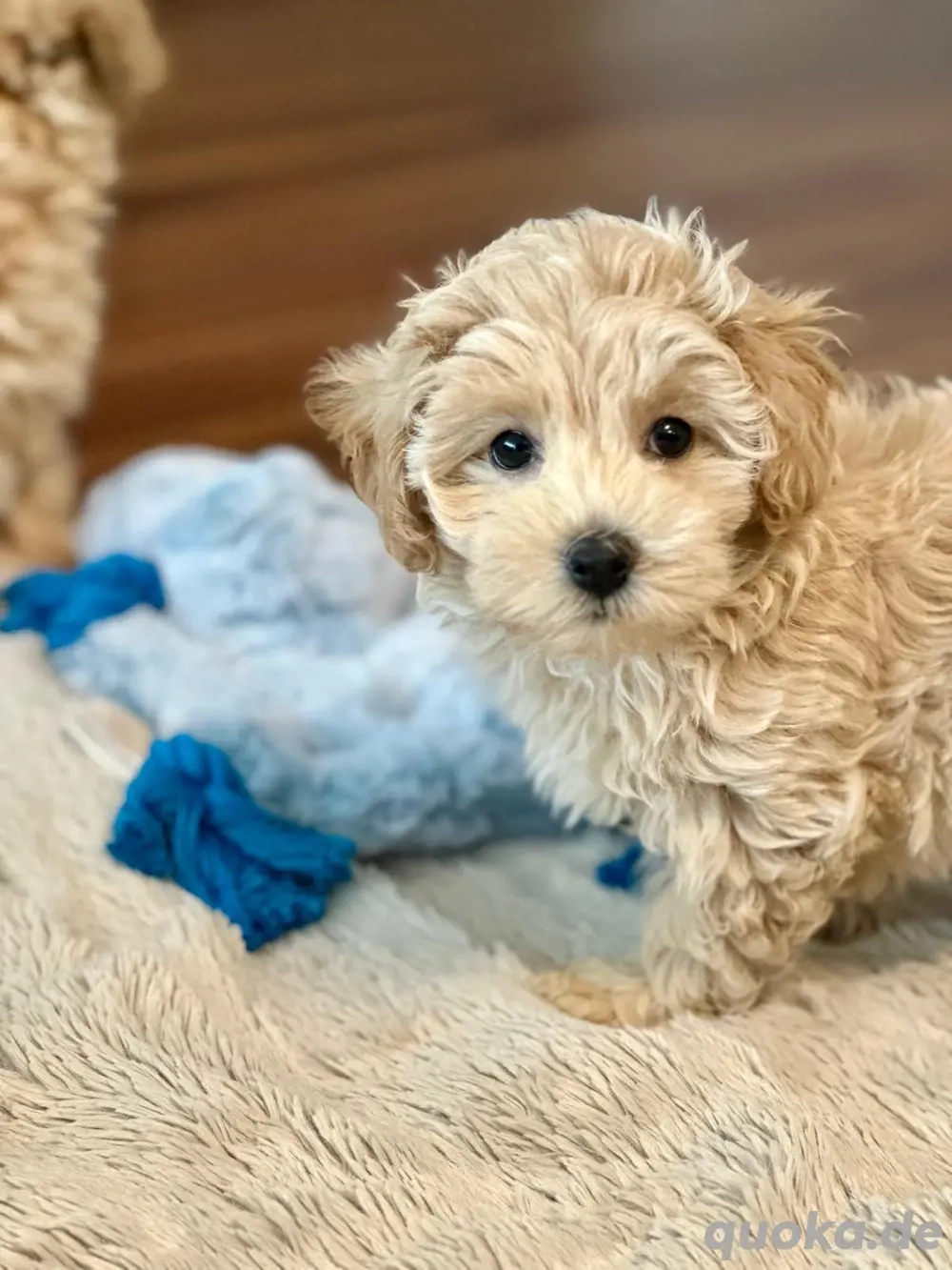 Wunderschöne Maltipoo Welpen 