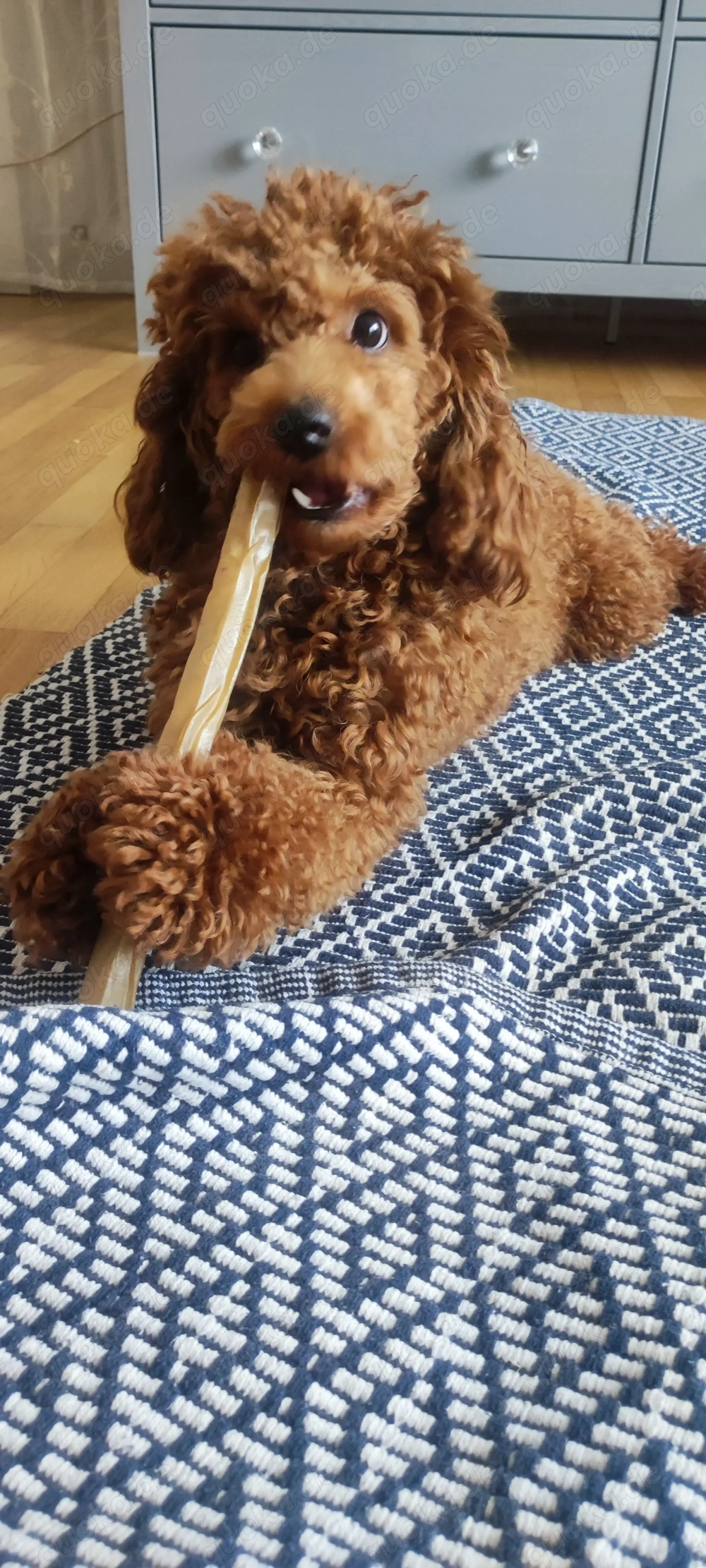 Deckrüde Zwergpudel Toypudel  Pudel Hund