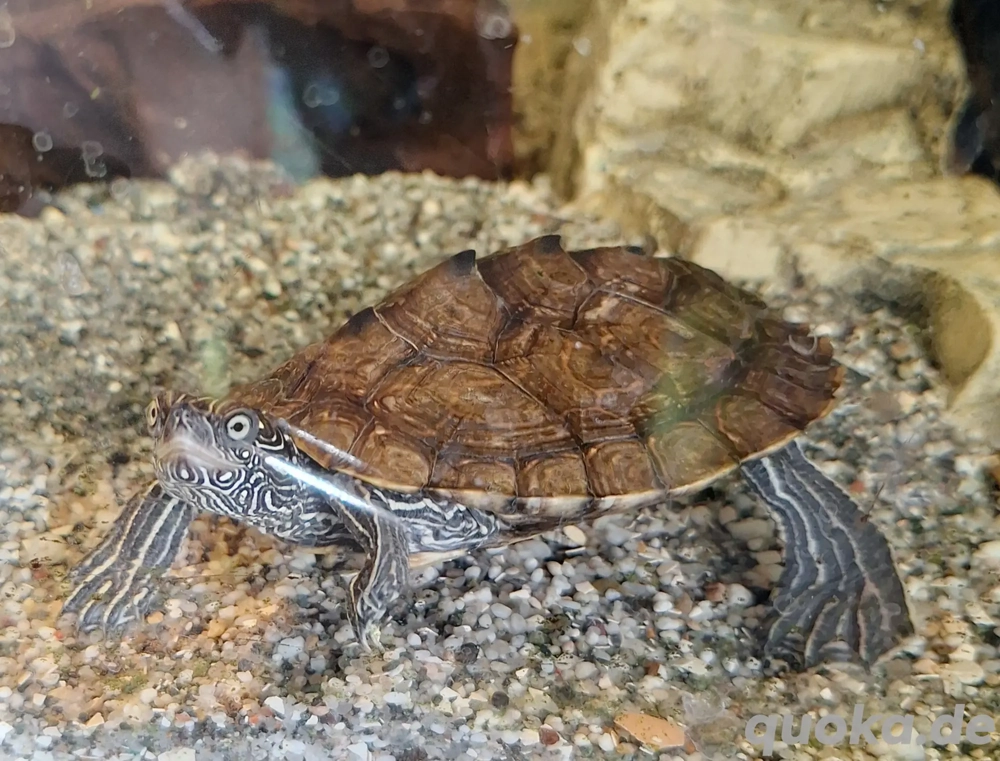 Höckerschildkröte männlich NZ 24