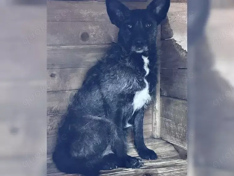 Aida auf Pflegestelle 