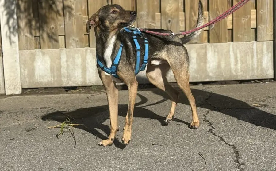 Aktives Zuhause für Tiny Tim gesucht