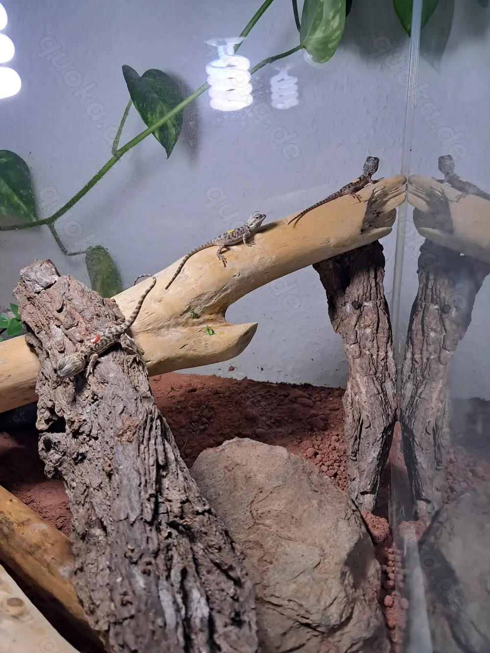 Junge Bartagamen abzugeben