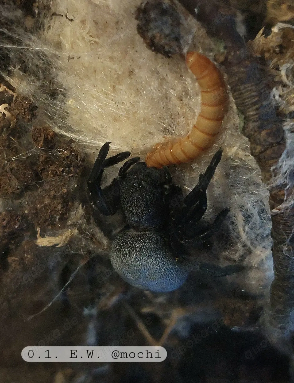 0.1. Eresus Walckenaeri Röhrenspinne