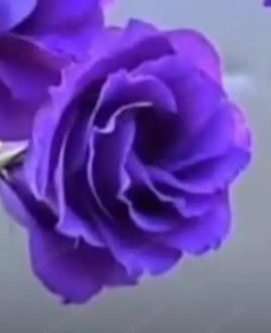 Lust Volle Zeit für erwachsene Männer 