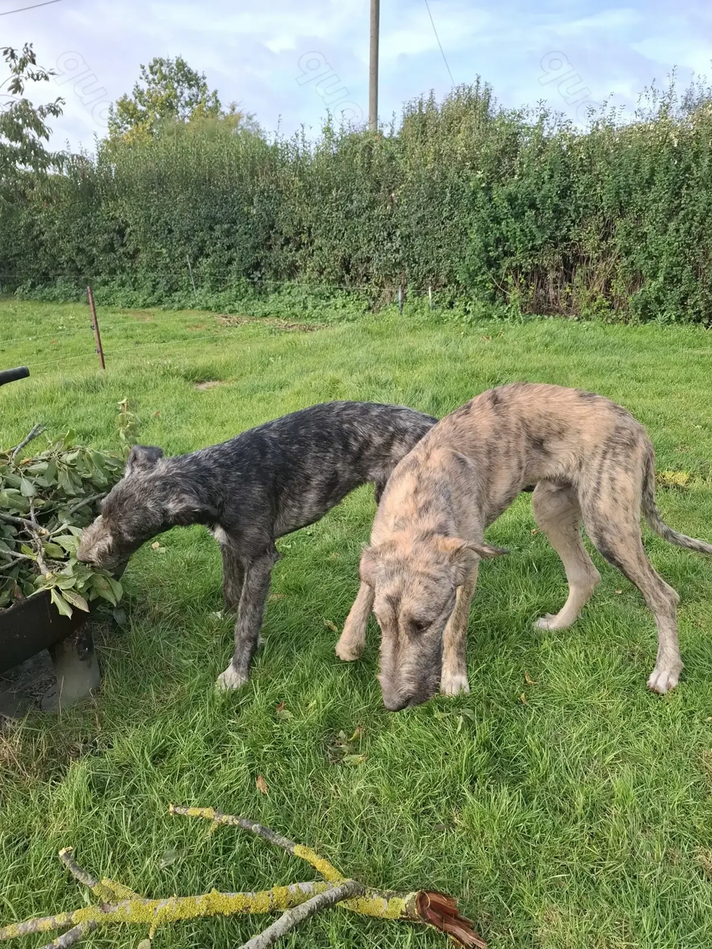 Irish wolfshound Hündin 