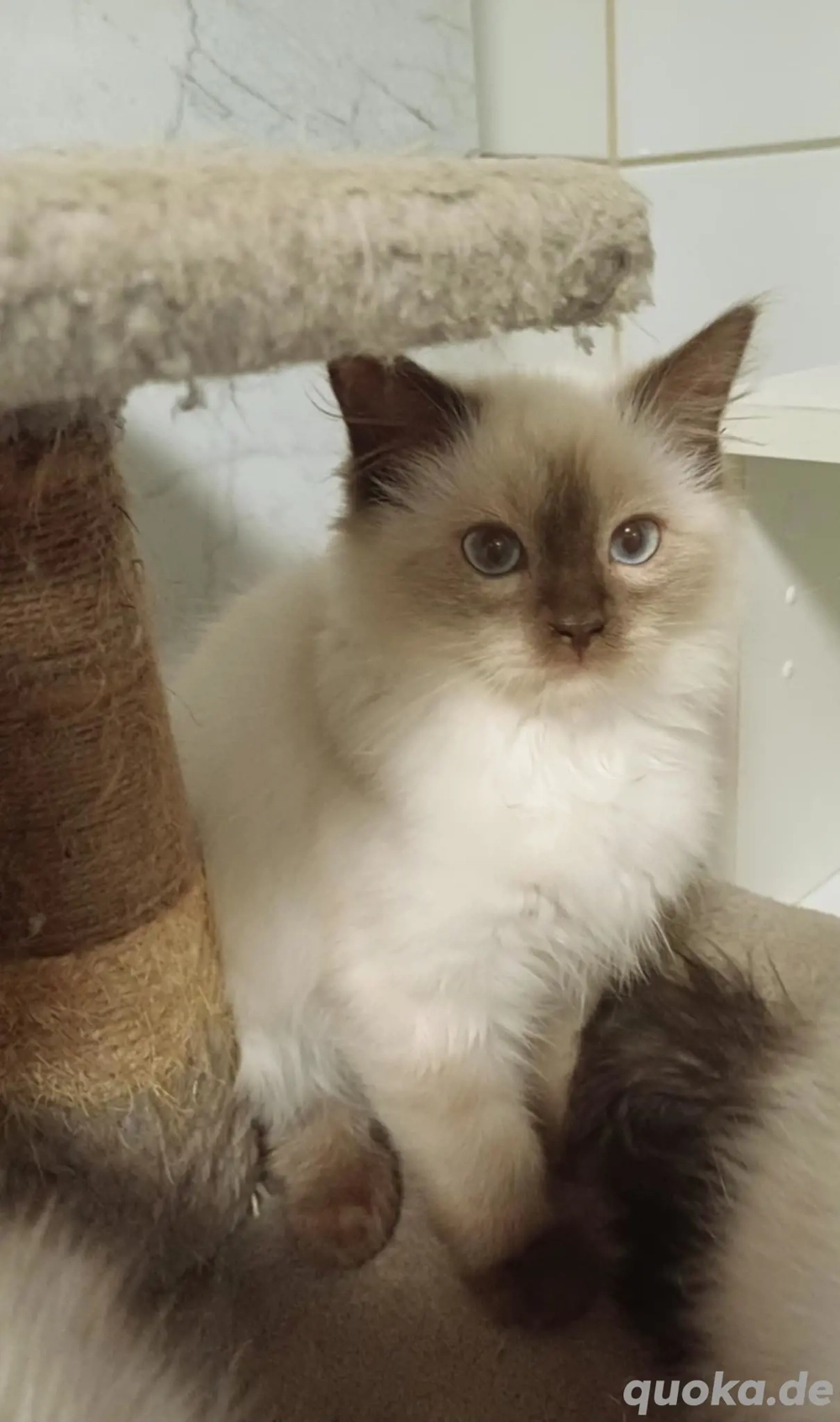 Süße Original Ragdoll-Kätzchen suchen ein liebevolles Zuhause und eine ...