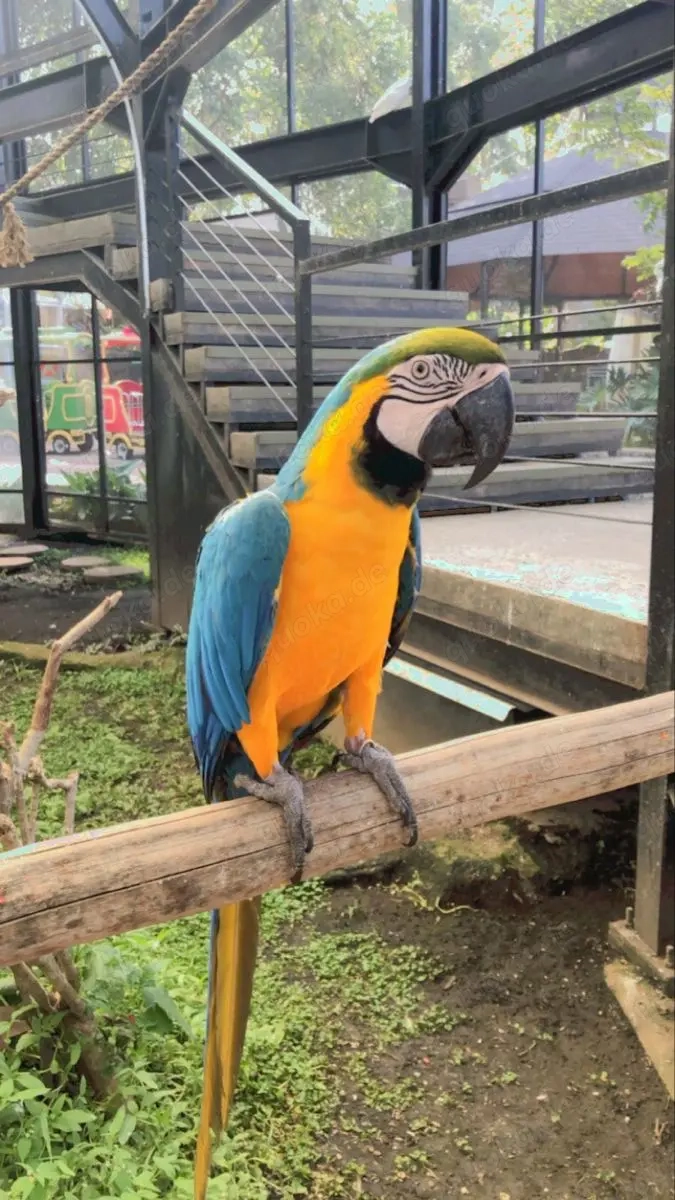 Sehr intelligente Papageien verfügbar