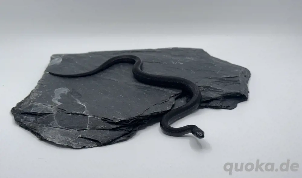 nur noch 1x Elaphe dione   Dionenatter   Steppennatter Mozdok