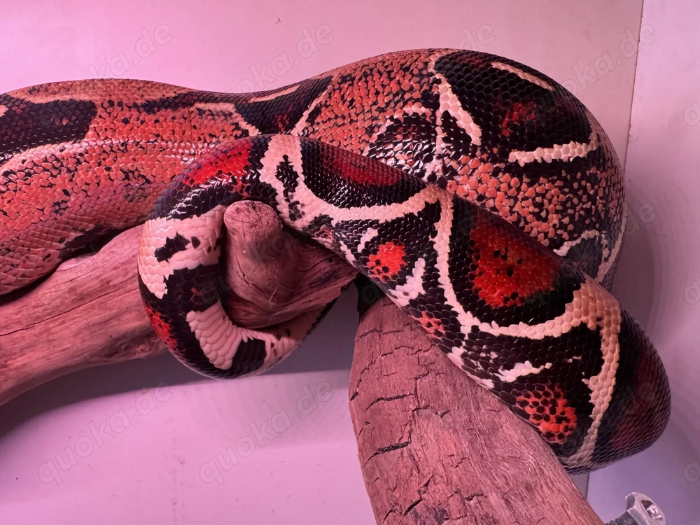 Nachzucht Boa constrictor spp. 