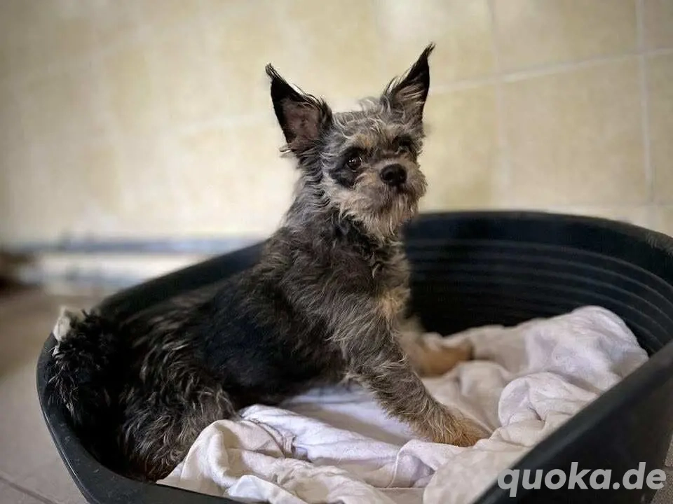     Tilly sucht eine liebe Familie    