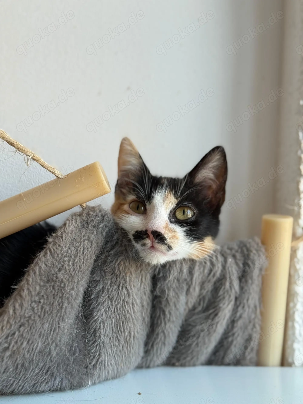 Maneki - ein kleines Wunder sucht ihr großes Glück