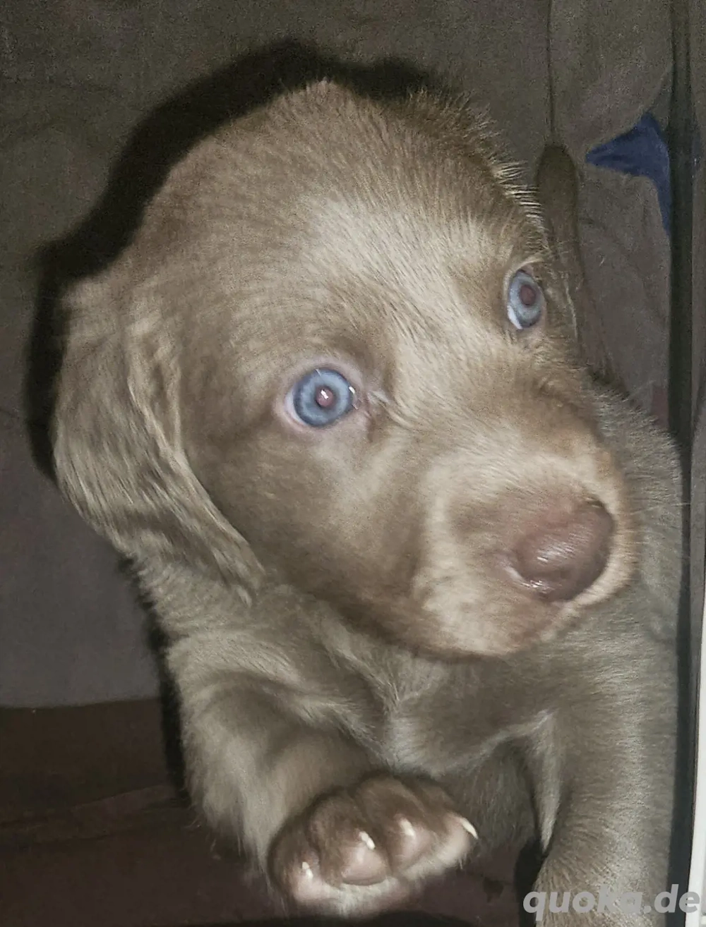 Weimaranerwelpe (Langhaar) Wurf 3.9.25