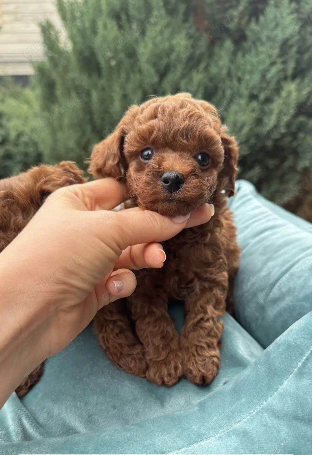 Toy Pudel Teddy  Toy Pudel Teddy