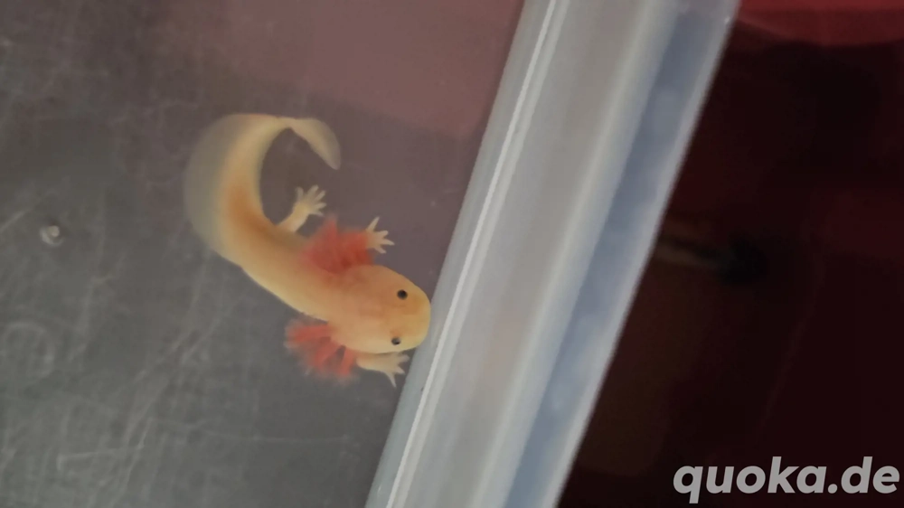 Ein neues zu Hause gesucht!!!