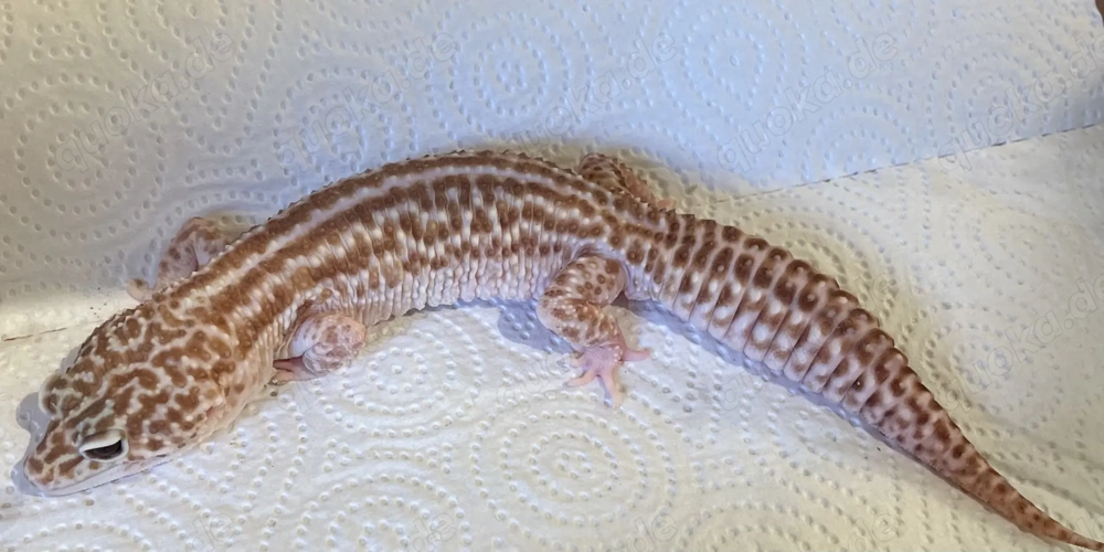 Leopardgecko Eclipse Mack Snow
