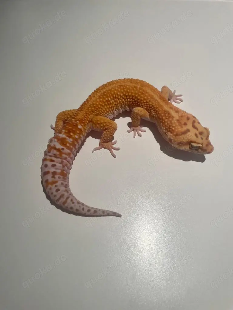 Leopardgecko WY Fire