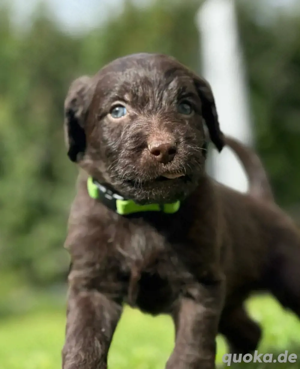 Labradoodle Labradoodle