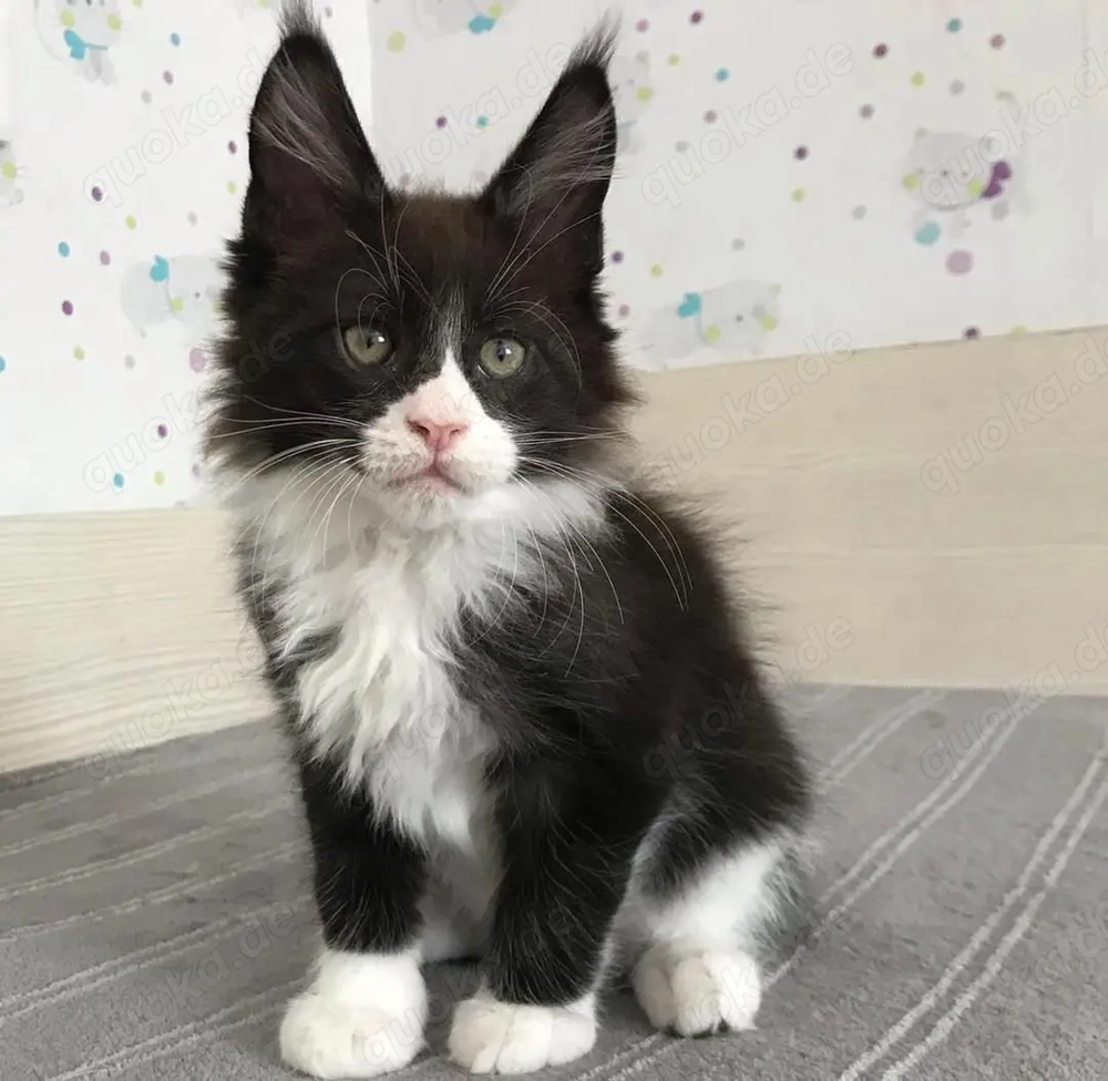 Maine Coon kittensbaby letzte süsse madchen 