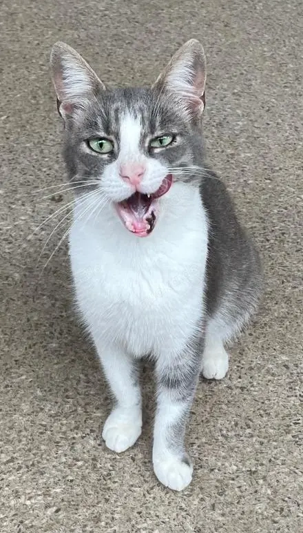 Atena sucht liebevolles Zuhause