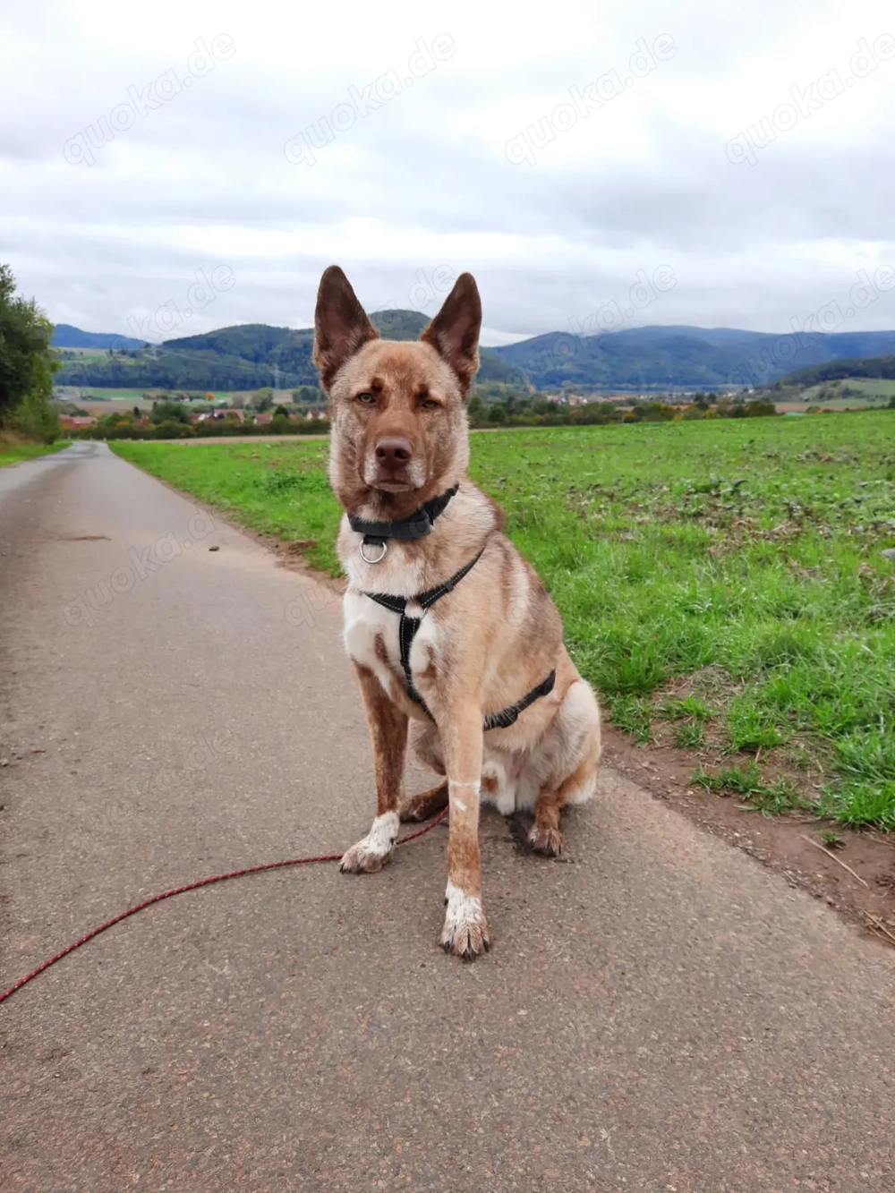 Lucky   junger Rüde ,der noch die Welt entdecken möchte 