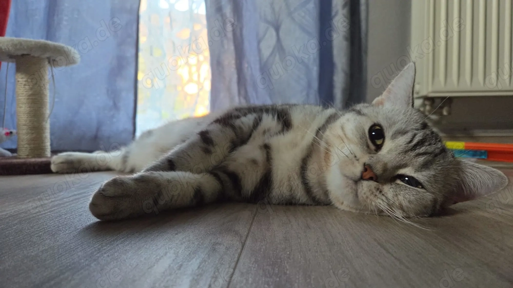 Deckkater BKH Black Silver Tabby Classic