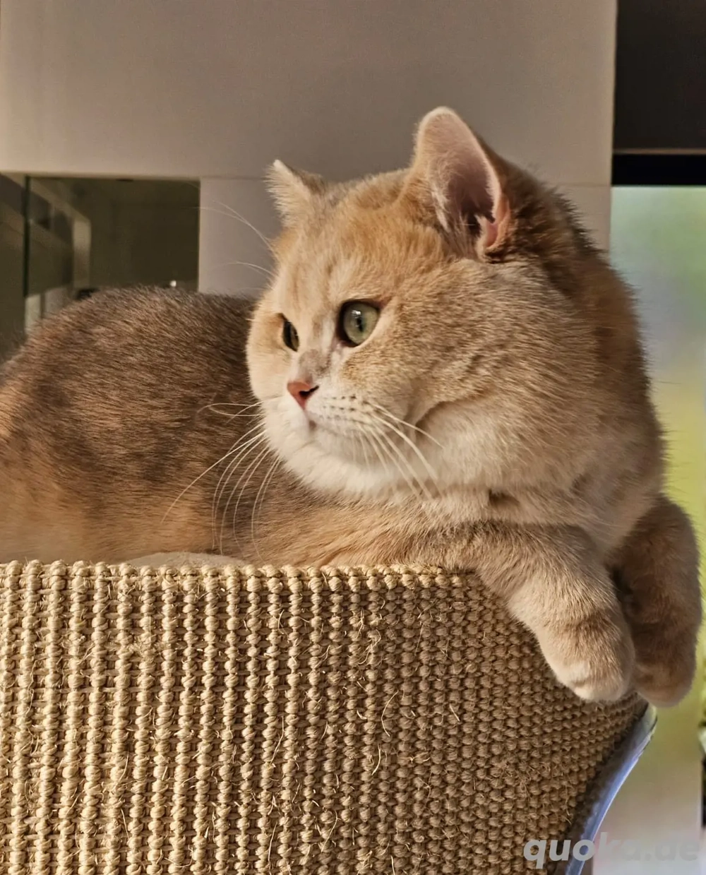 Bkh Deckkater golden blue shell mit Stammbaum