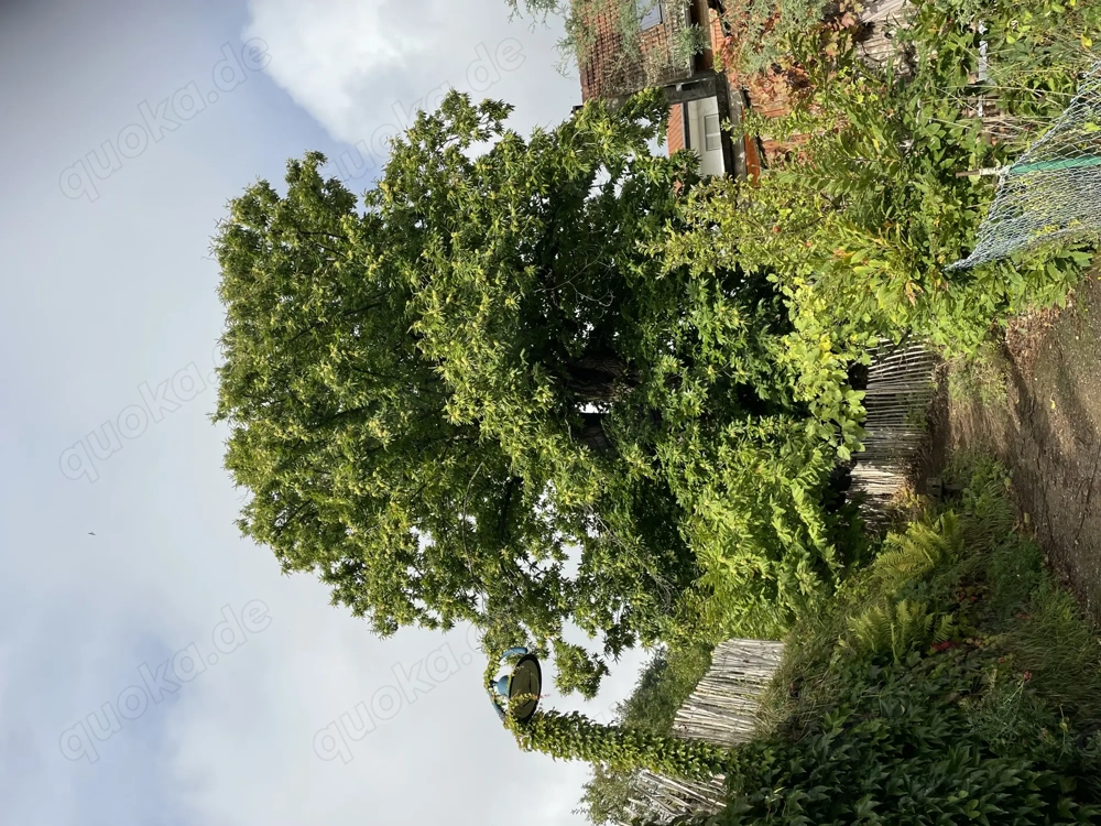 Herbstzeit..Zeit für Zweisamkeit  