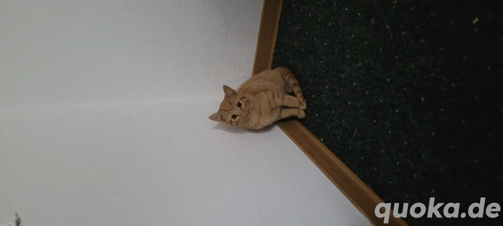 4 monate altes männliched kätzchen 