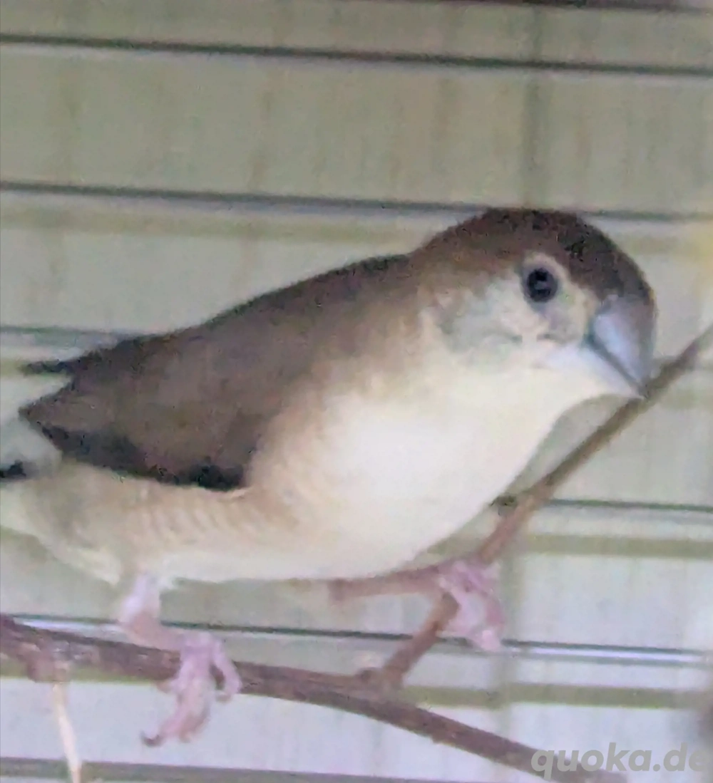 Malabarfasänchen indische Silberschnäbel 