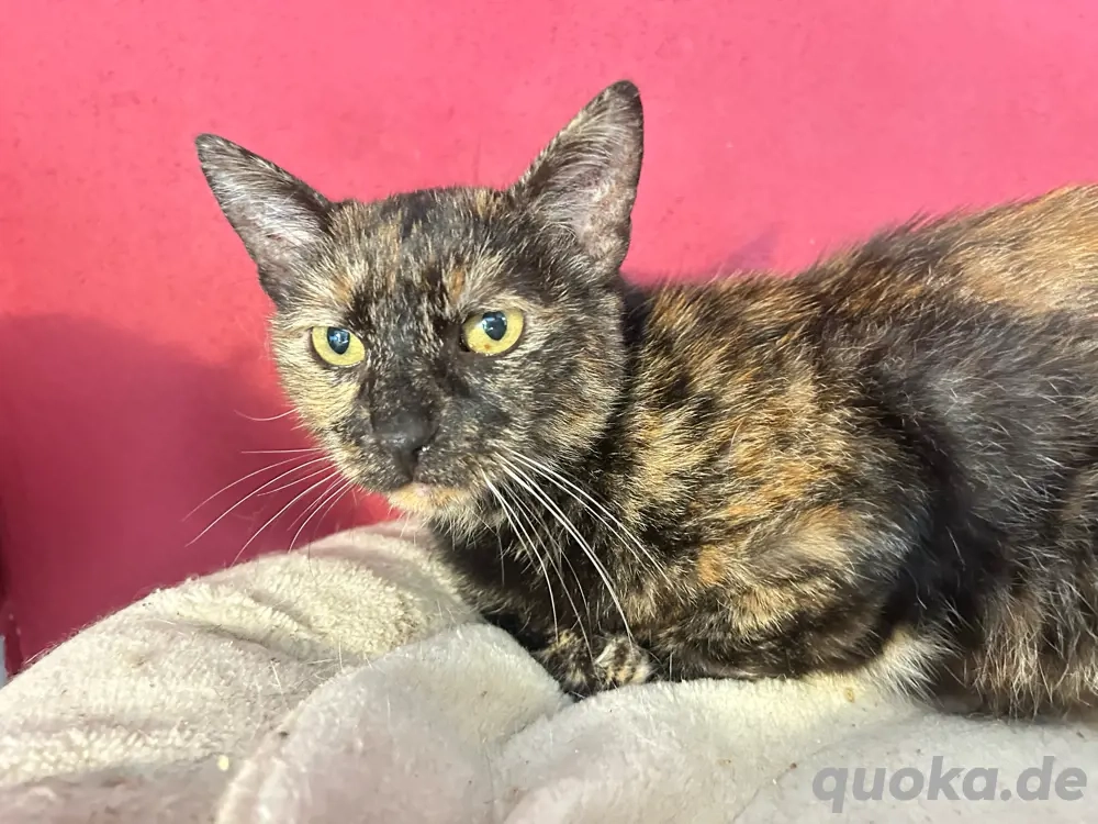 Schildpatt Katze Tarta sucht ihre Menschen