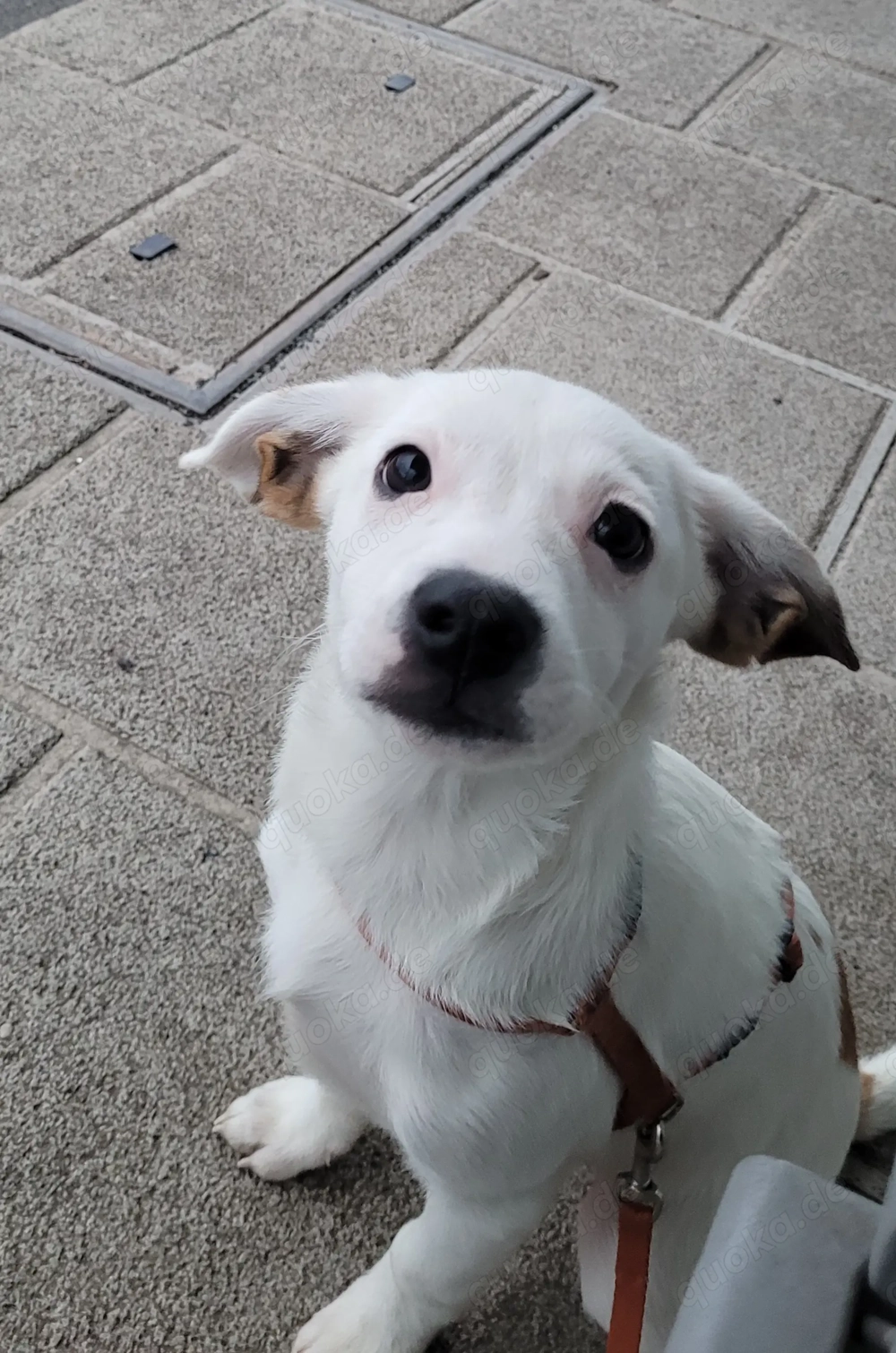 Deutsche Bracke-Jackrussel-Chihuahua-Bulldogge-Mix - wird ca. 30-35 cm ausgewachsen