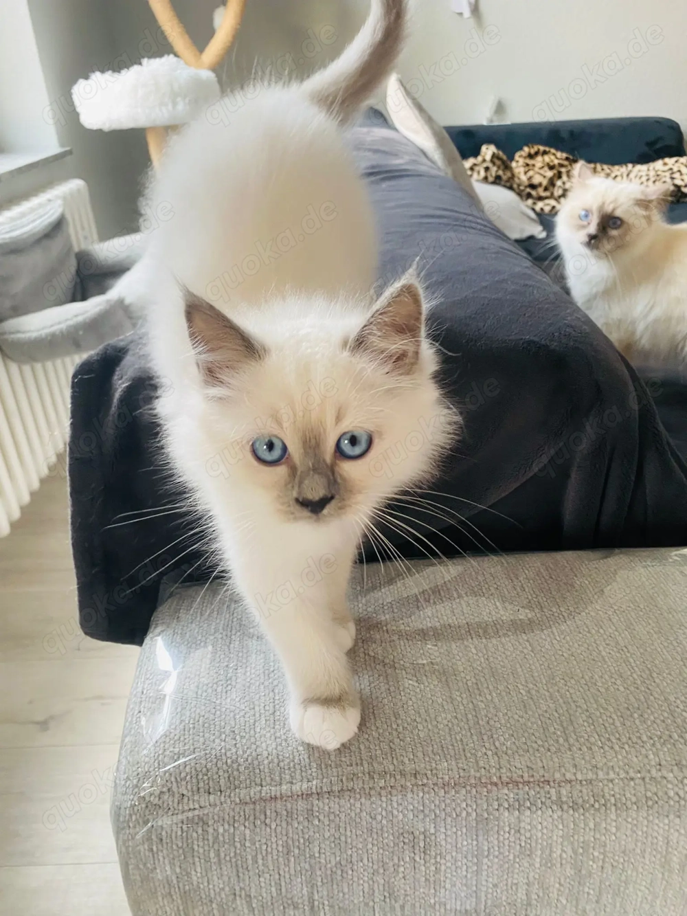 Heilige Birma - Siam Kitten