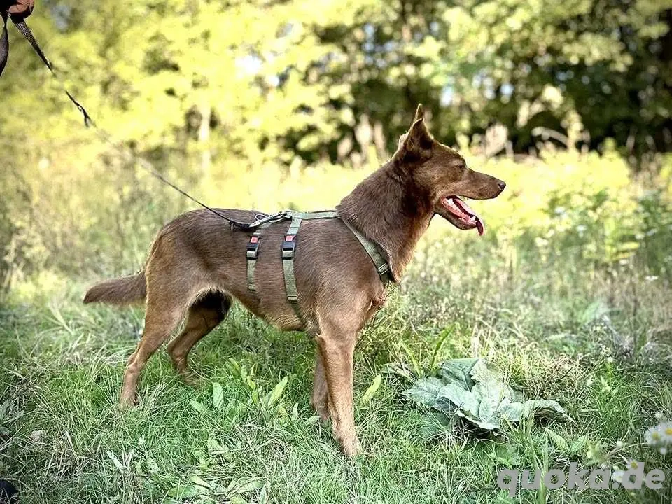     Paula sucht ihr Körbchen    