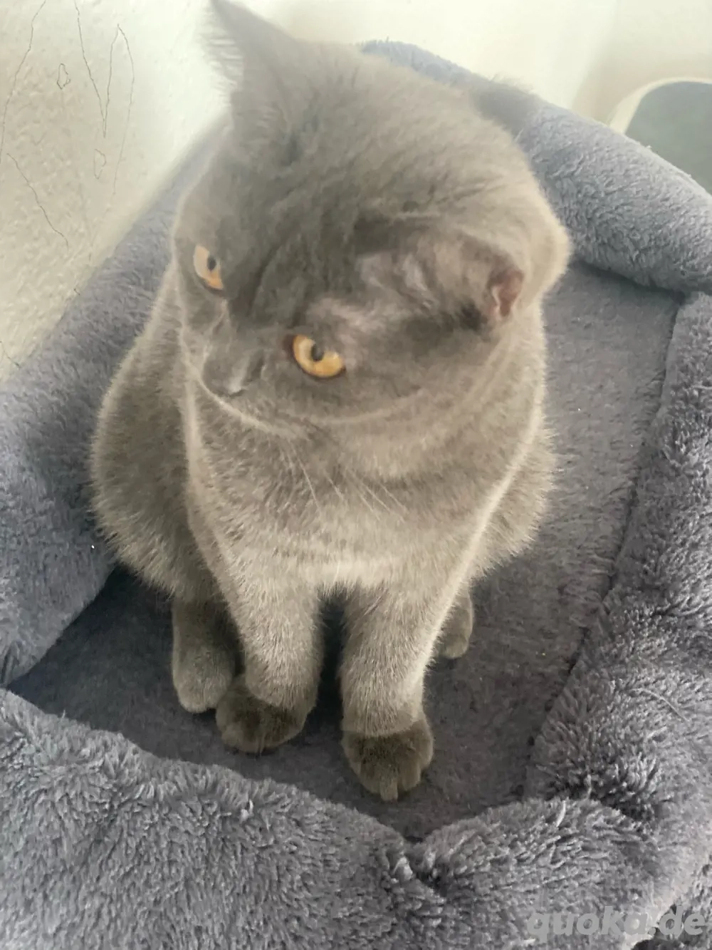 Britisch Kurzhaar Katze 6 Monate alt, weiblich sucht ein liebevolles Zuhause