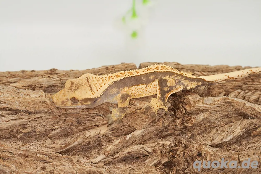 C. ciliatus (Kronengecko) verschiedenste Morphe