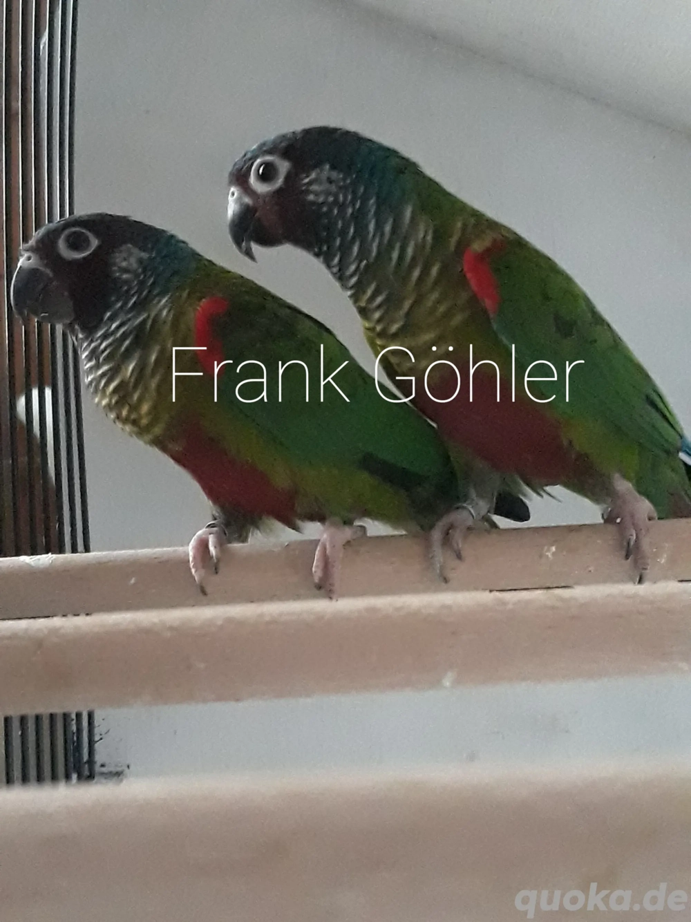 Emmas Weißohrsittiche 