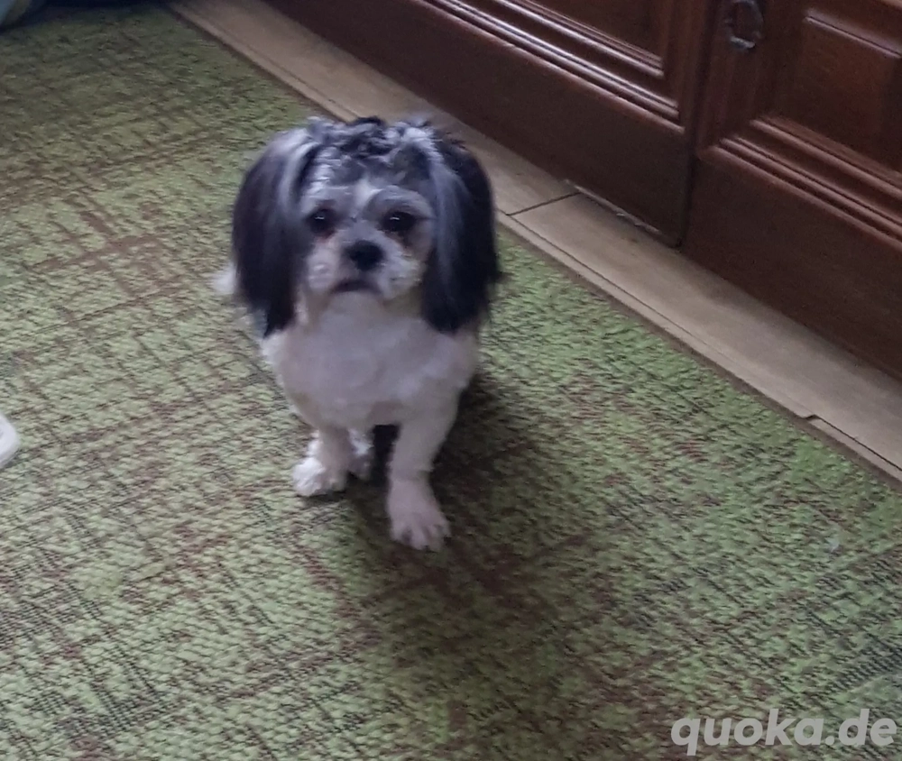 Shih-tzu reinrassige Deckrude